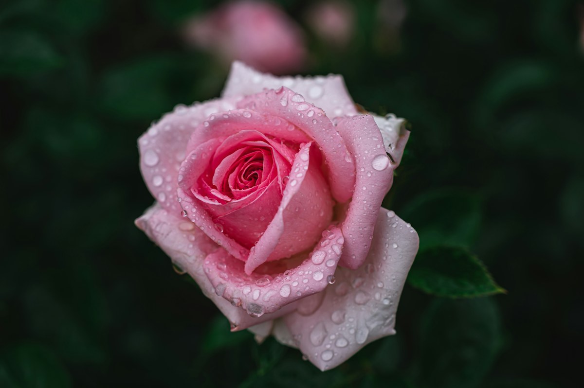 Rosa Rose als Symbolbild für Ecuador-Rosen