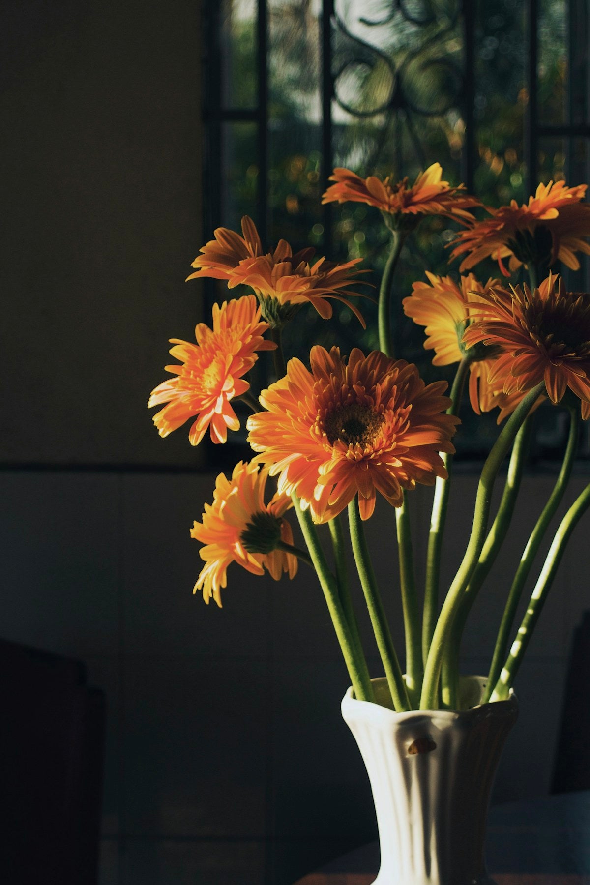 Gerbera-Blüten