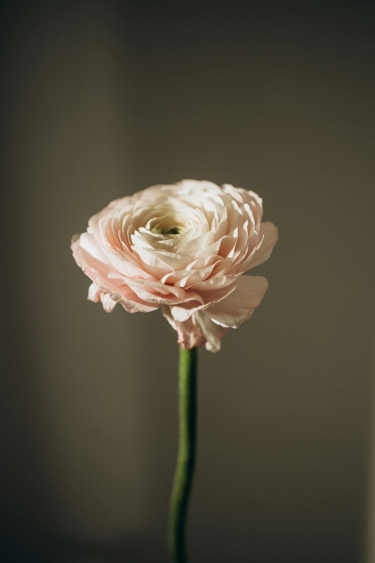 Ranunkelblüten