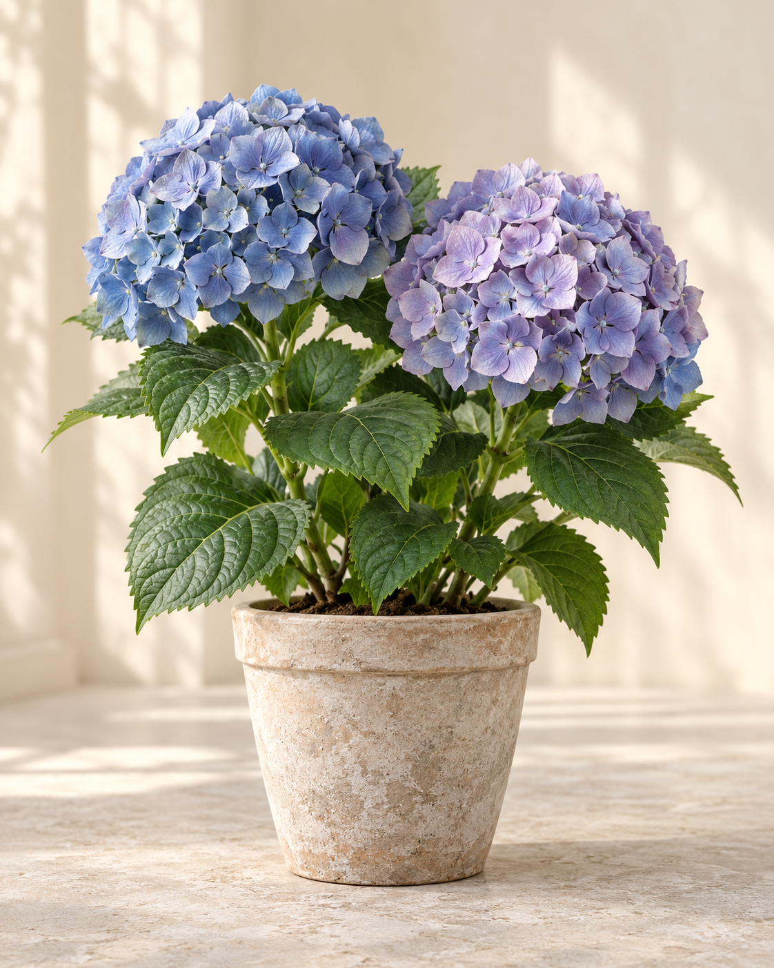 Hortensie mit blauen Blütenbällen im Topf