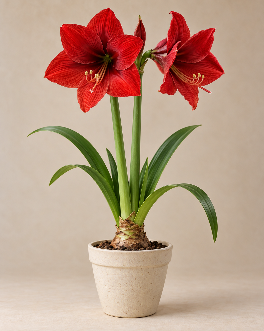 Rot blühendes Hippeastrum im Topf, illustratives Pflanzenporträt