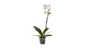 Elegante weiße Orchidee