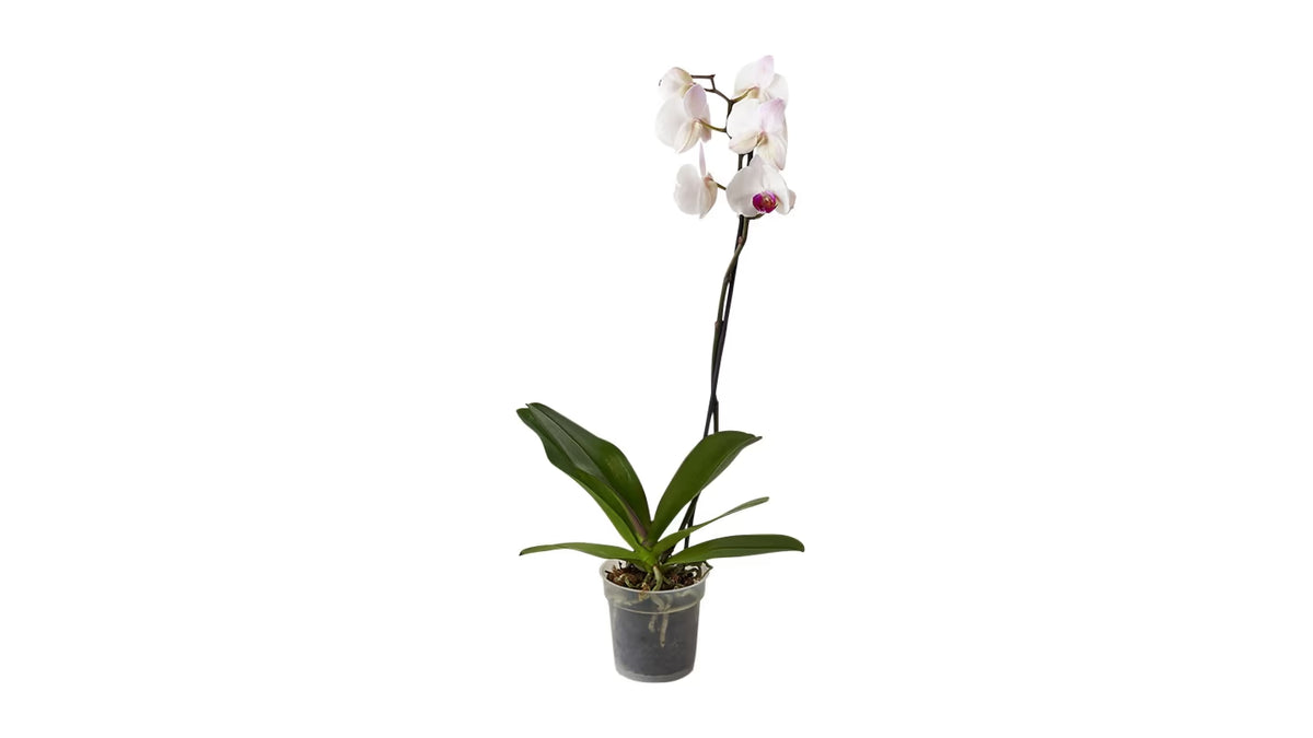 Elegante weiße Orchidee