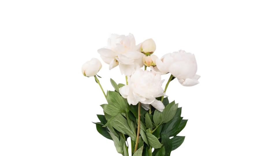 Weiße Pfingstrosen – Exklusive Schnittblumen