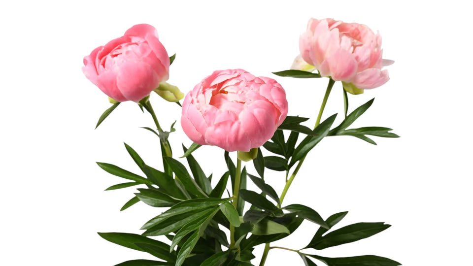 Frische rosa Pfingstrosen mit großen Blüten als Premium Schnittblumen.