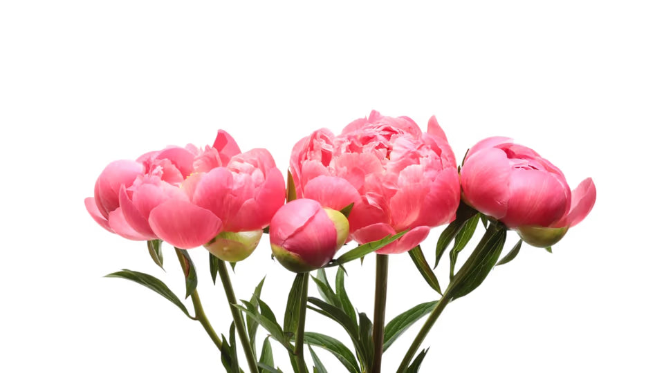 Rosa Pfingstrosen – Premium Schnittblumen