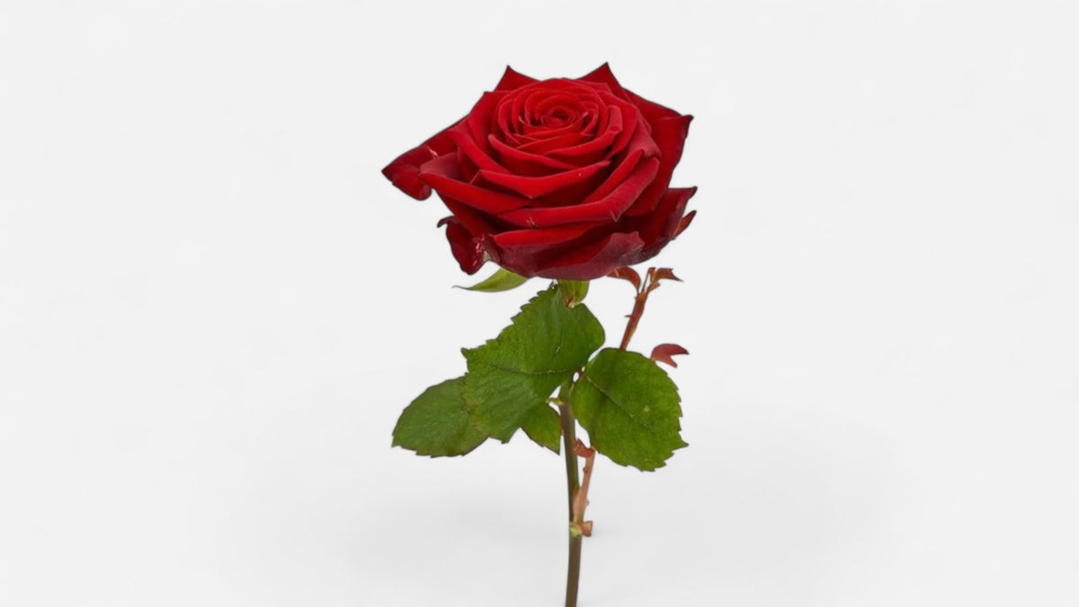 Frische rote Rose mit großer samtiger Blüte als klassische Schnittblume.