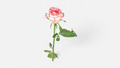 Frische rosa Rose mit zarter Blüte als elegante Schnittblume von FLORÉ Blumen.