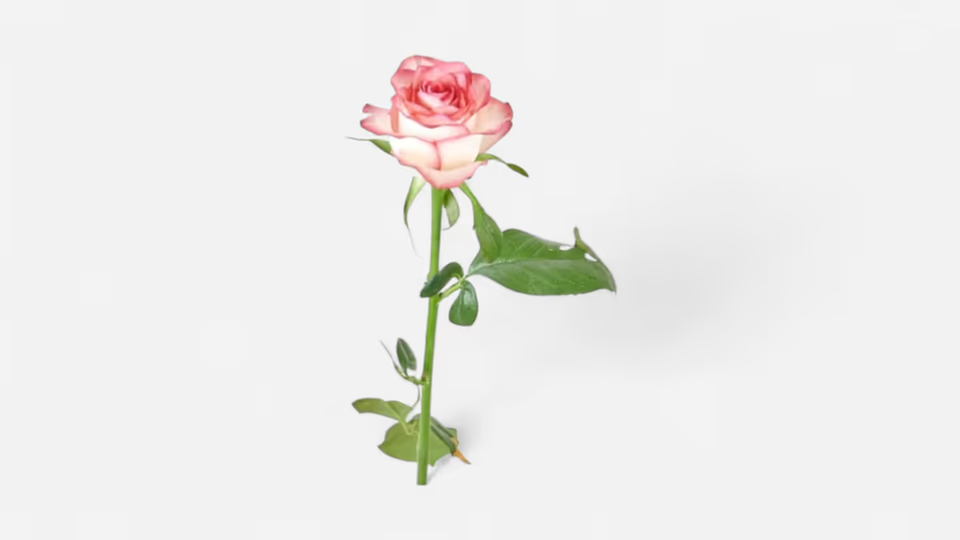 Frische rosa Rose mit zarter Blüte als elegante Schnittblume von FLORÉ Blumen.