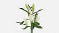 Frische weiße Lilien mit geschlossenen Knospen und langen grünen Stielen.