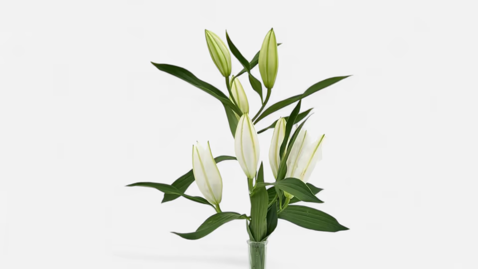 Frische weiße Lilien mit geschlossenen Knospen und langen grünen Stielen.
