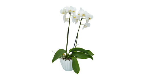 Elegante weiße Orchidee