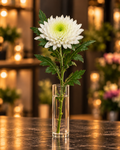 Weiße Deko-Chrysanthemen mit hellgrüner Blütenmitte und natürlichem Blattgrün